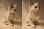 画像3: ★ ヴィンテージ JAPAN製 キャット 白 (３)★ 1960s 猫 Cats (3)