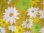 画像3: ◆USA製ヴィンテージ　テーブルクロス70's　花柄レトロ/北欧雑貨 (3)