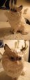 画像2: ★USA　ヴィンテージ　猫の置物　JAPAN製★キャット優雅ディスプレイ (2)